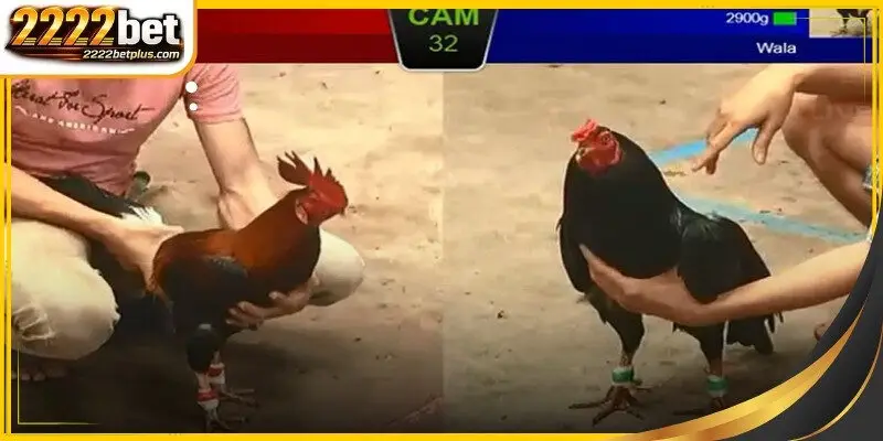 Asian cockfight comparison