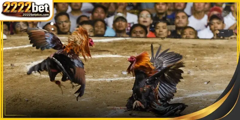 A close view of diverse equipment used in traditional arenas
