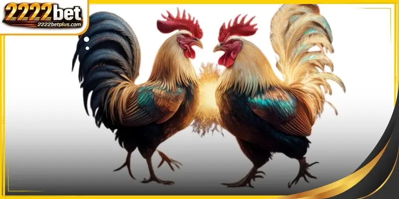 Cockfight odds comparison
