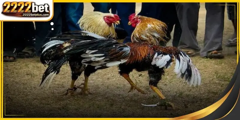 International cockfighting differences
